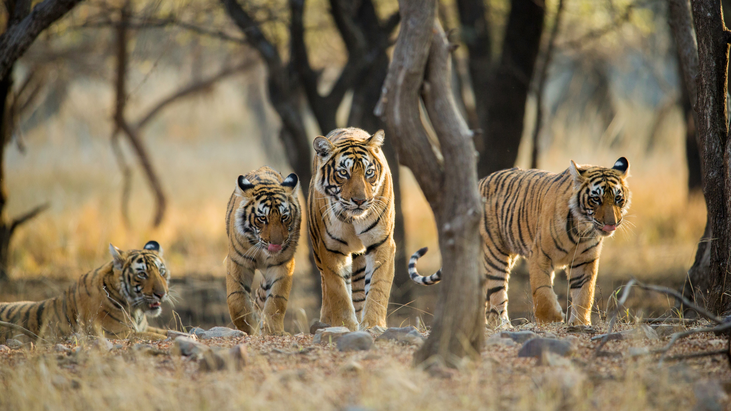From 2010 to 2025, tiger populations increased by nearly 80 percent. Credit: Archna Singh/Shutterstock/WWF