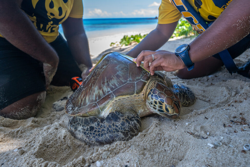 Volunteers measure and tag green sea turtles before releasing them to assist conservation efforts. Credit: Tom Vierus/WWF-Pacific