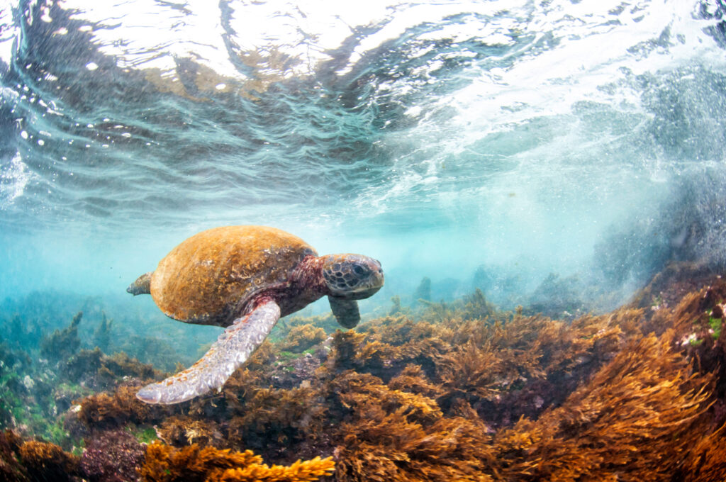 EnviroWireDaily — Wildlife Populations Have Plunged Globally, But Some Buck the Trend