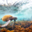 Conservation efforts across dozens of countries have helped significantly rebuild global green sea turtle populations. Credit: Antonio Busiello/WWF-US