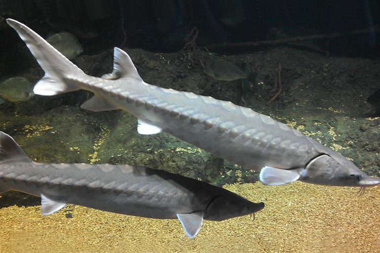 Atlantic sturgeon, whose habitat includes North Carolina, are endangered. Credit: NOAA Fisheries