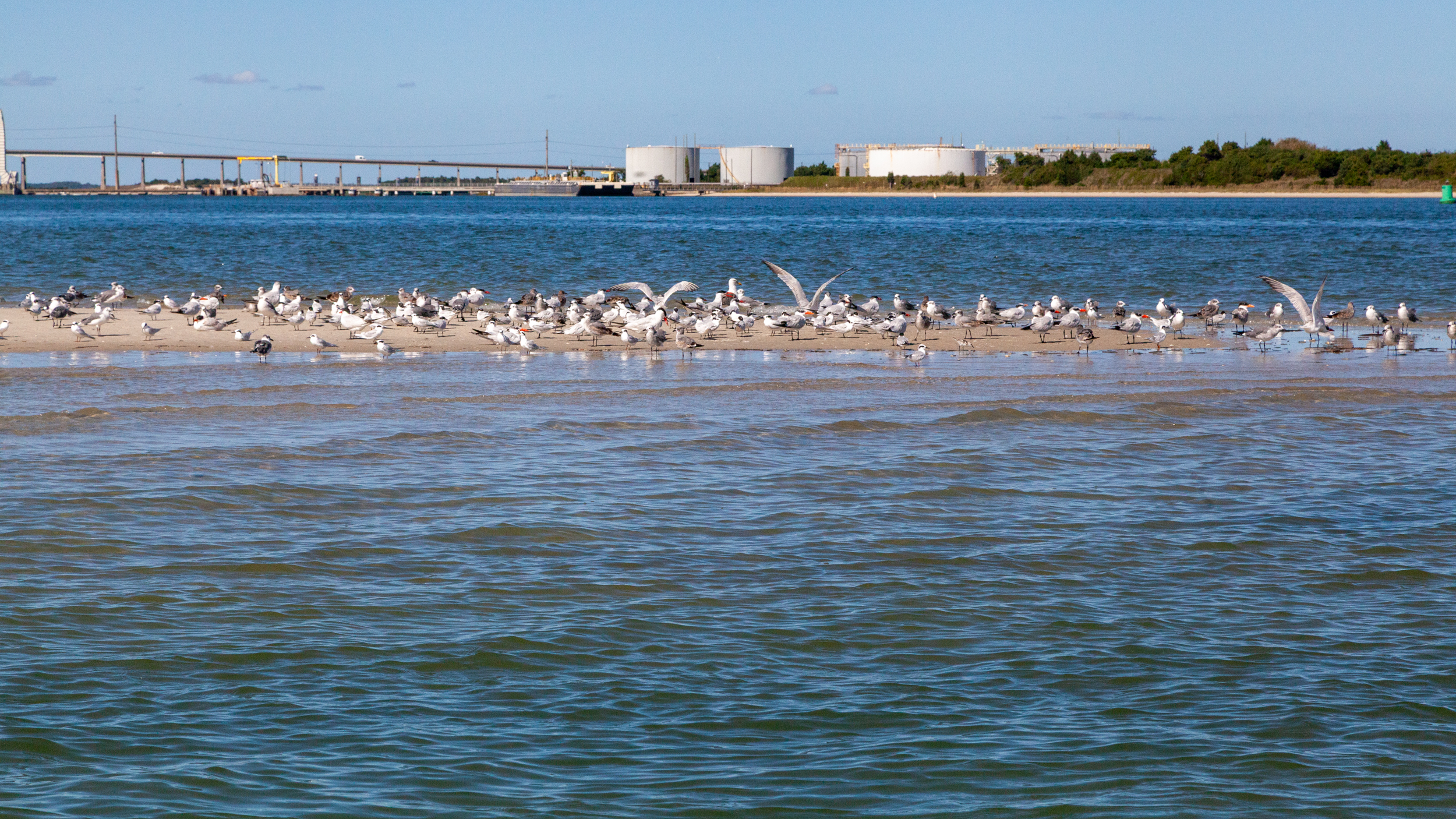 Shorebirds rest on a sandbar near the Morehead City port. They eat fish, oysters and clams, of which some species are collapsing. Credit: Lisa Sorg/Inside Climate News