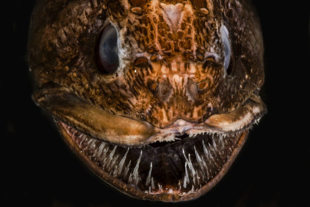 Deep-pelagic snaketooth fish collected by the DEEPEND Consortium in the Gulf of Mexico. Credit: DEEPEND/Danté Fenolio