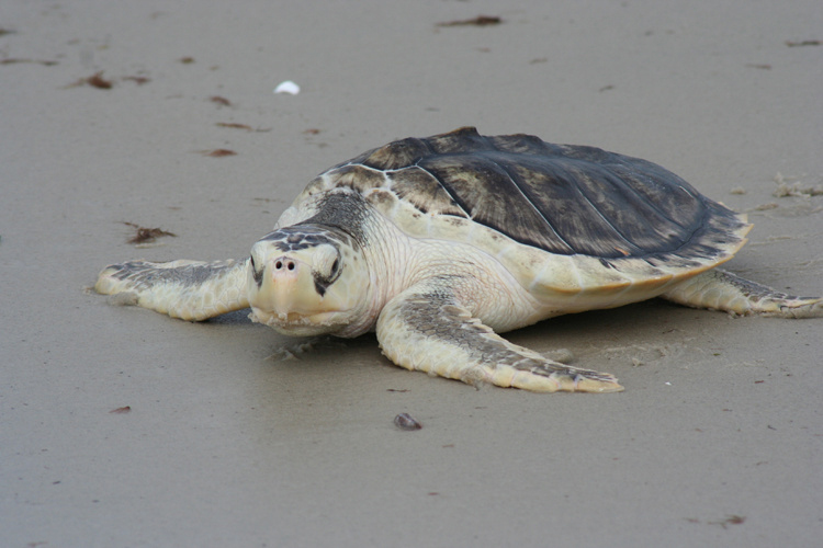 The endangered Kemp’s Ridley sea turtle can be inadvertently caught in gill nets. Credit: Kate Sampson/NOAA Fisheries