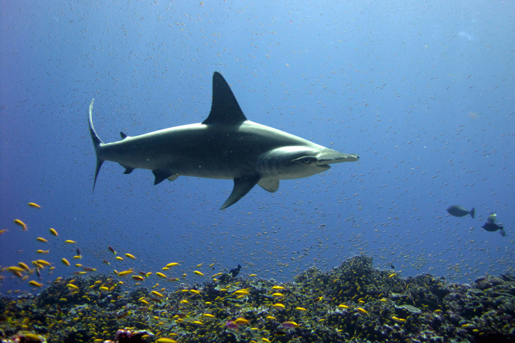 Scalloped hammerhead sharks, an endangered species in the U.S., are found from New Jersey to Florida. Credit: NOAA Fisheries