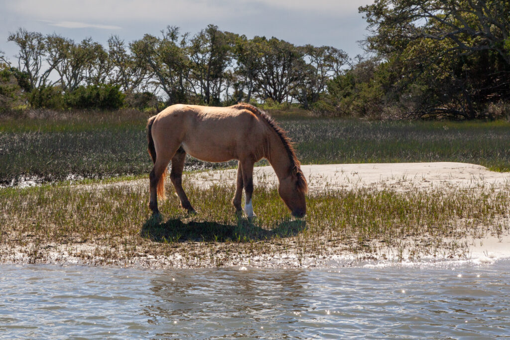 A herd of wild horses lives on Carrot Island in the Rachel Carson Reserve near Beaufort, N.C. Credit: Lisa Sorg/Inside Climate News